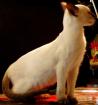 Siamese Jungkater Alter 5 Monate