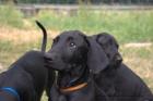 Weimaraner-Mix-Welpen