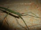 Indische Stabschrecke Carausius morosus aus NZ
