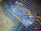 2 Chinchilla Böcke zu verkaufen