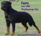 Rottweilerwelpe Hündin