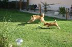 Hundesitter / Hundebetreuung
