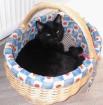 Schöner verschmuster Kater abzugeben