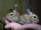 Degus - 2 Männchen vom 29. 03. 08