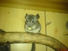 Wer gibt süßen zamen Chinchillas ein schönes zuhause
