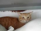 Naranjito roter schüchterner Kater