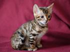 Wunderschöne reinrassige Bengal Kitten