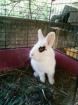 Zwergkaninchen sucht dringent.