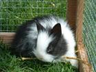 V v Löwenköpfchen suchen Kuschelplatz v v