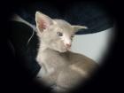 Reinrassige Siam und Oriental Kitten mit Stammbaum 1. DEKZV geb. 13. 03. 2022 FP
