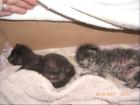 Nehme unerwünschten Katzennachwuchs auf