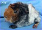 Diverse Rosetten Meerschweinchen zur Abgabe Schweiz