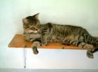 Mocho der freundlich Tigerkater