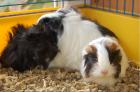 Meerschweinchenbabys Angora Sheltie 7 Wochen alt abzugeben