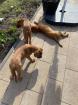 Hundewelpen suchen ein zu Hause
