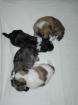 Havaneserwelpen aus Topzucht nichthaarende Hunde