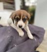 Buddy sucht ein passendes Zuhause