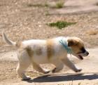 Sparky sucht ein passendes Zuhause