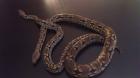 1 1 Südliche Madagaskar Boa het Albino