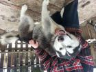 Huskys zu verkaufen