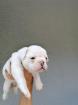 Französische Bulldoggen Welpen