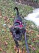 Schweiz-Zürich Sehr schöne Cane Corso Welpen suchen ein Zuhause