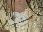 1. 2 leuzistische Texaskükennatter Pantherophis obsoletus lindheimeri DNZ 07/08