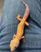 2. 0 Blood het Raptor Raptor het Diablo Blanco Leopardgecko Männchen ENZ 21 ÜBE