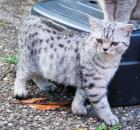 Britisch Kurzhaar Kater black-silver-tabby-spotted
