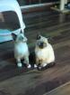 Verkaufe noch 2 süsse kleine Siam Thai Kitten alter Typ