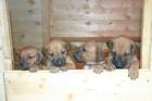 10 wunderschöne Ridgebackwelpen abzugeben