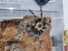 Brachypelma Auratum 4cm weiblich