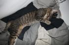 Männliche Europäischehauskatze abzugeben.