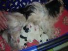 Verkaufe Malteser -Shih-Tzu Welpenmix