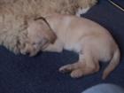 Tibet Terrier Welpen