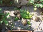 Griechische Landschildkröten-Testudo hermanni boettgeri NZ 2022 zu verkaufen