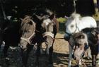 Ponys suchen Reitbeteiligungen