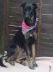 Phebe 1 1/2 Jahre jung sucht sehr dringend liebevolles zu Hause.