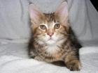 Anhängliches freches Maine Coon-Mädchen