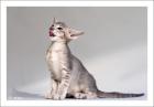 Kleiner OKH-Kater in Blau-Silber sucht neues Zuhause