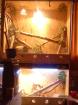Verkaufe 2er OSB terrarium 2m H 1 25m L 0 70cm B mit tieren und inhalt und zubeh