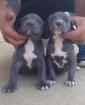 American Pit Bull Terrier Welpen zu verkaufen