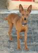 Pinscher Rüde braun 1 Jahr