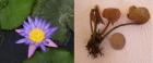 Serosen blau violett wunderschön selten rar