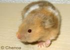 Junge verschieden Farbige Teddyhamsterli