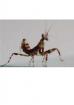 Creobroter pictipennis Blütenmantiden