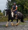 Tinker Stute 5 Jahre 155 cm