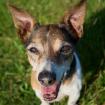 OPI TYSON - freundlicher Jack Russel - 15 Jahre - Tierhilfe-Franken e. V.