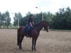 Suche eine Talentierte Reitbeteiligung