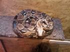 Boa Constrictor ca 2 00 Meter lang
